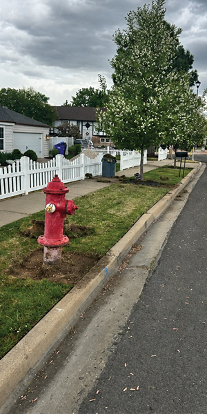 Parking strip before gravel install
