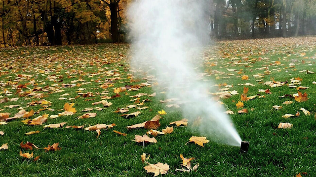 Sprinkler blowing out on a leaf-covered lawn in fall