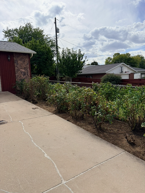Cleared planting bed and trimmed shrubs along the same sidewalk after yard cleanup
