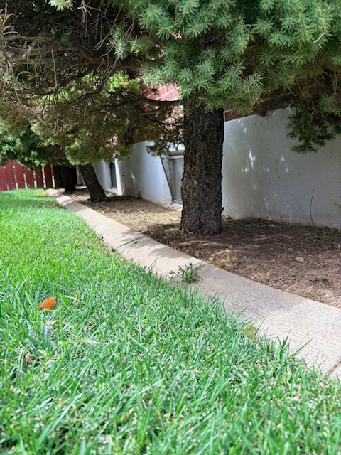 Clean curb and bed under trees after yard cleanup