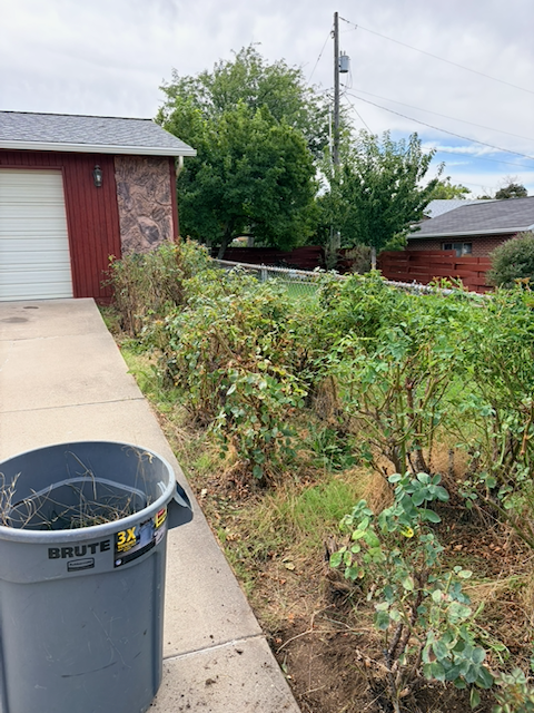 Overgrown shrubs and a messy planting bed along a Davis County sidewalk before cleanup