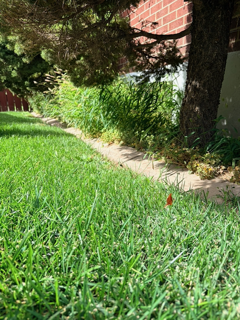 Weeds and debris crowding a concrete curb under trees before cleanup